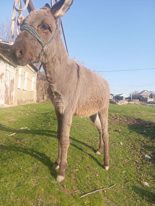 Еркек ешек жасы 2 де