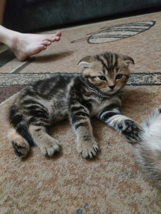 Продаются котята