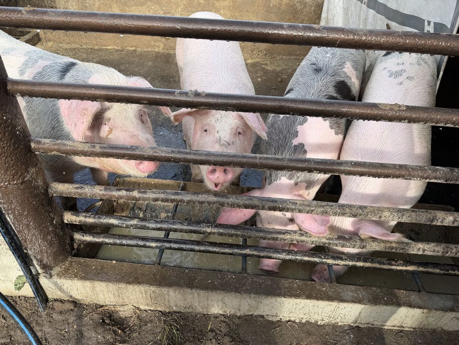 Продавам прасета 100/120кг