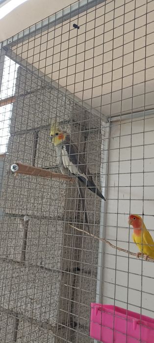 неразлучники пара попугаи карелла