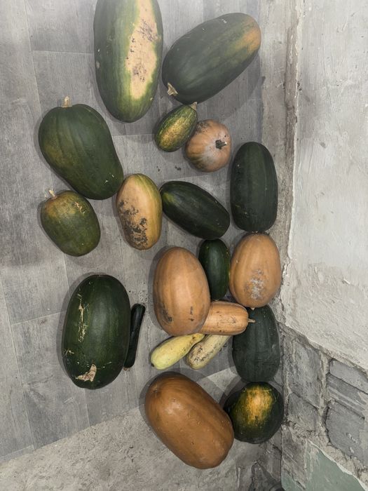 Продам домашнею тыкву