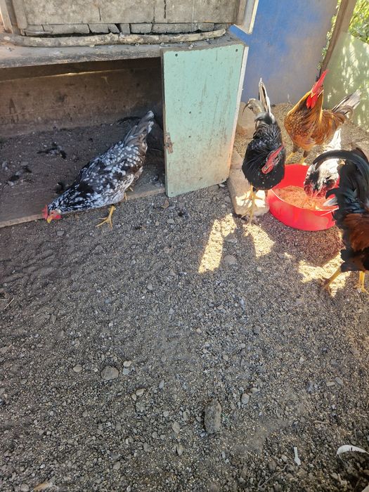 Vând Cocoși Italieni