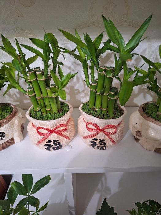 Комнатные растение