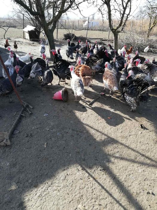 Гъски, пуйки, патици