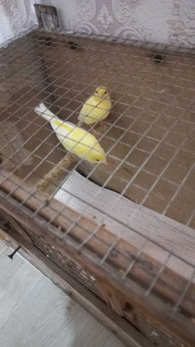 Продам красивых канареек