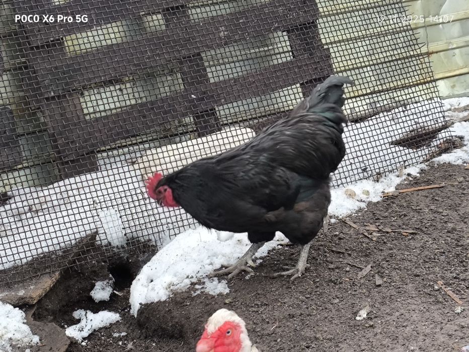 Продам домашних курей