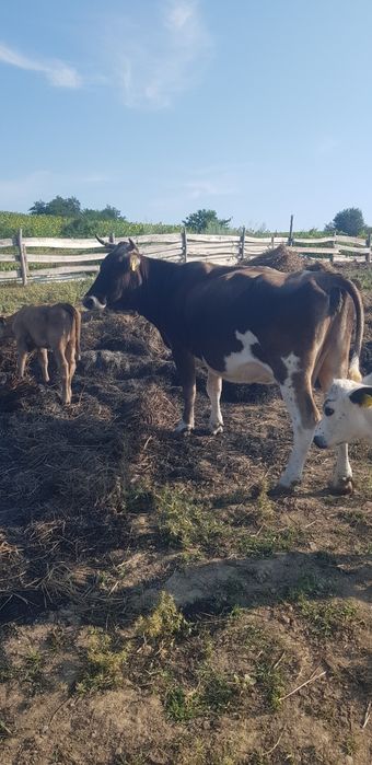 Vaca 6 ani cu vitea