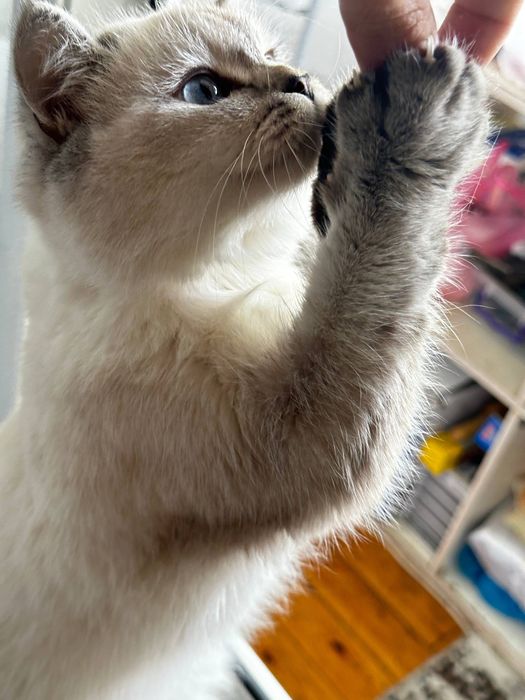 Mushuk sotiladi srochno!