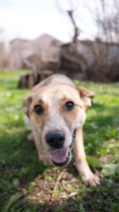 Сгущёнка. Ищет семью звоночек. Девочка