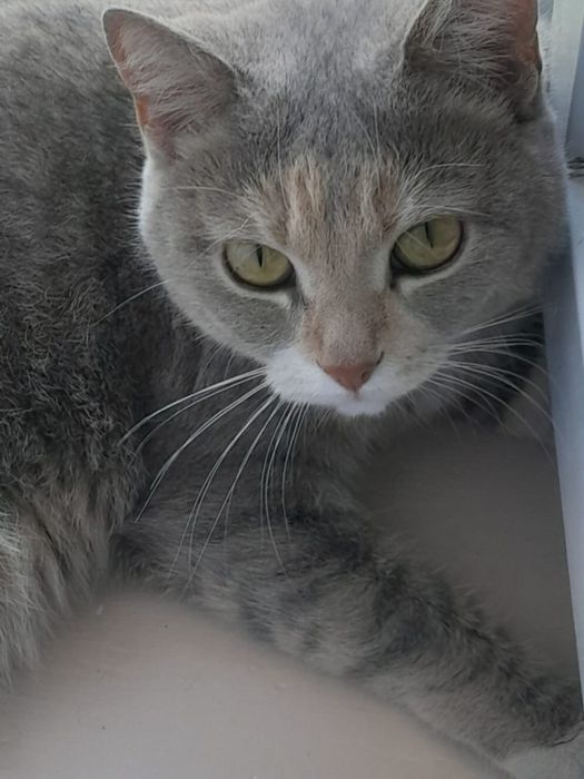 Кошка домашняя.