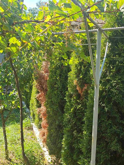 Продава се Къща в с. Несла, Област София-област - 140 кв.м за 608 €/кв.м - Снимка #8