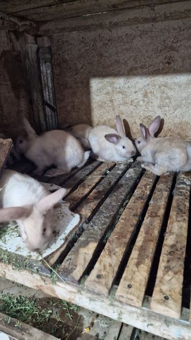 Iepuri Hycole si Secuiești vârsta 2 luni.