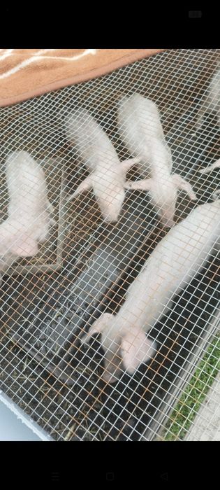 Продам поросят месячных