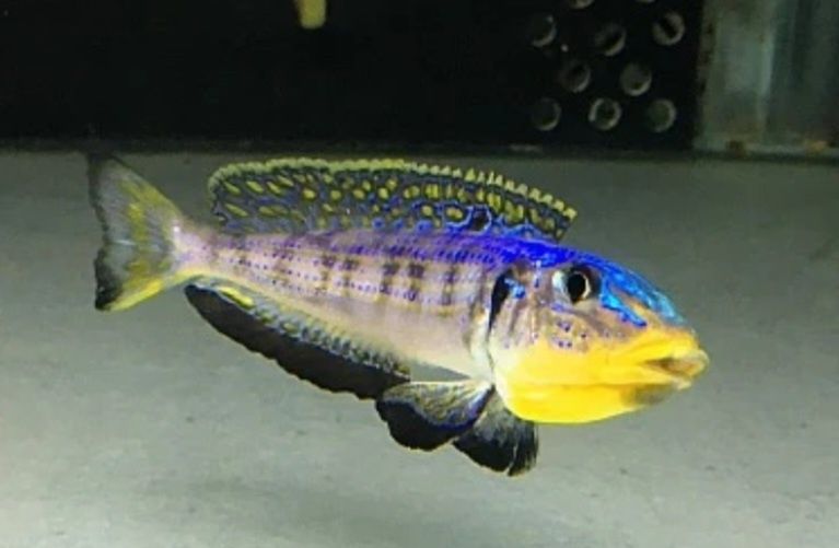 Аквариумни риби африкански цихлиди от езерото Танганика