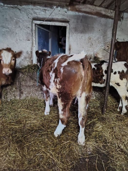 vand vitei si vitele