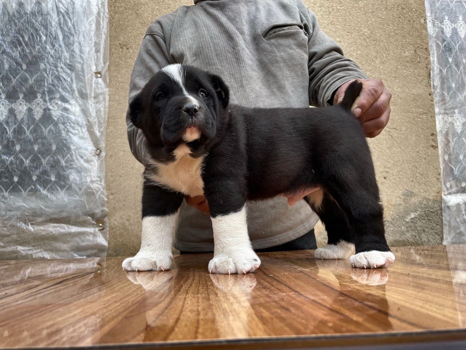 Щенок алабая (Супер Гигант )