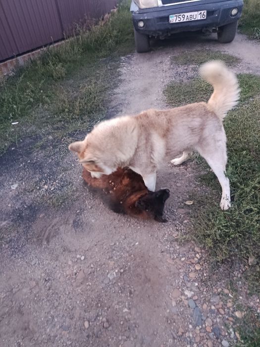 Оддам даром хаски два годика