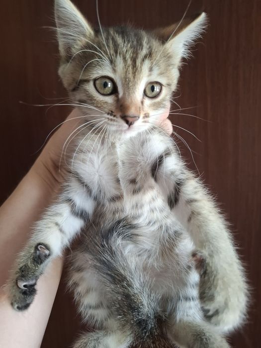 Котята. Отдаем в добрые руки