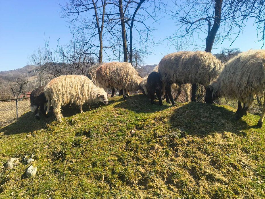 Oi de vânzare la prima fătare
