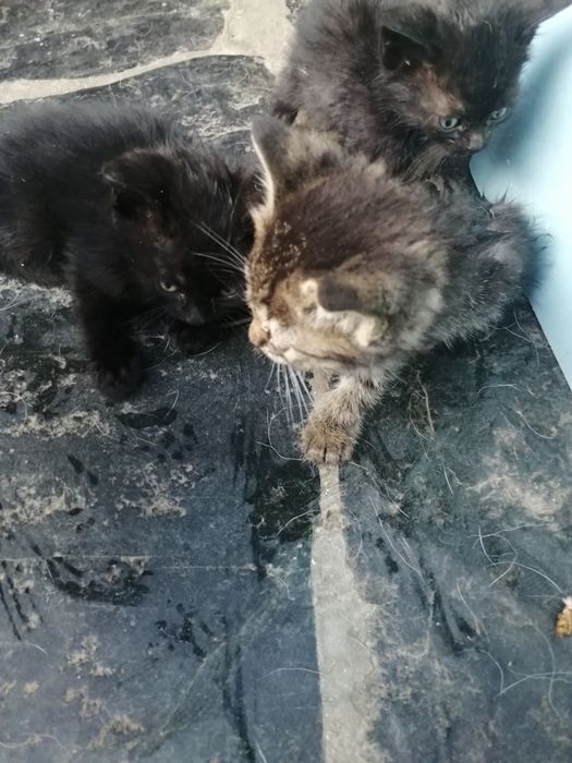 Подарявам Котета