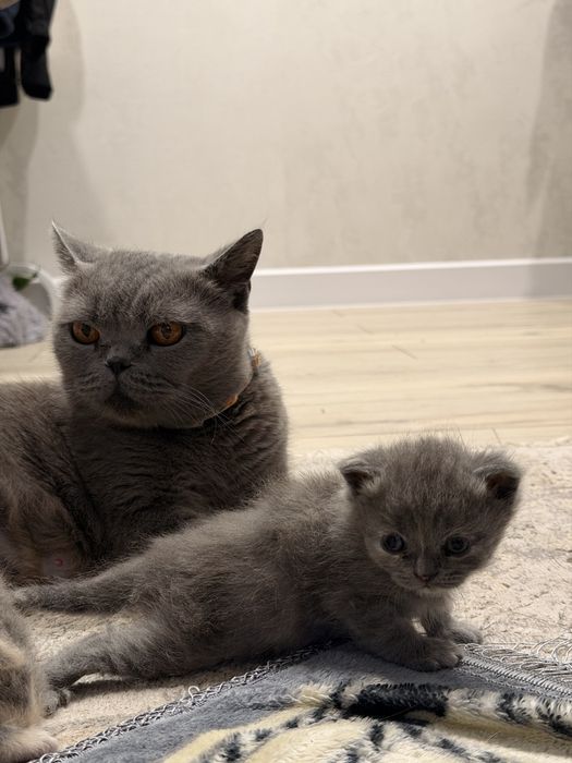 Британские котята