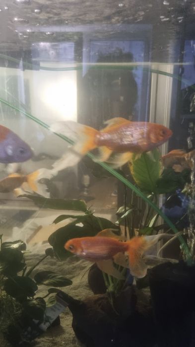 Acvariu pesti si accesorii