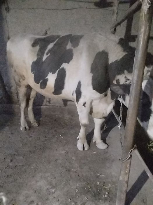 1000 гарантеяоапш