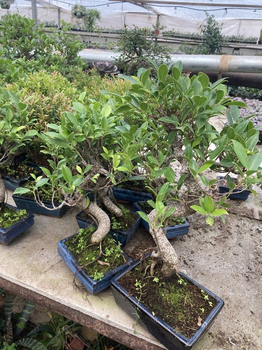 Бонсай Фикус Retusa