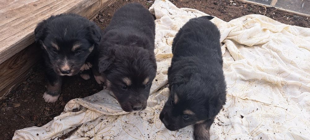 Отдам щенят ласковые и игривые