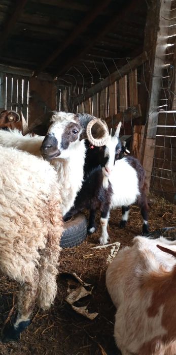 Vând berbec sau schimb