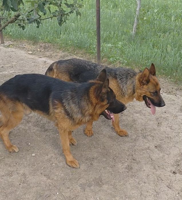 Ciobanesc german