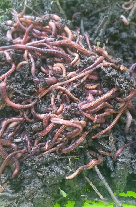 Черви дендробене