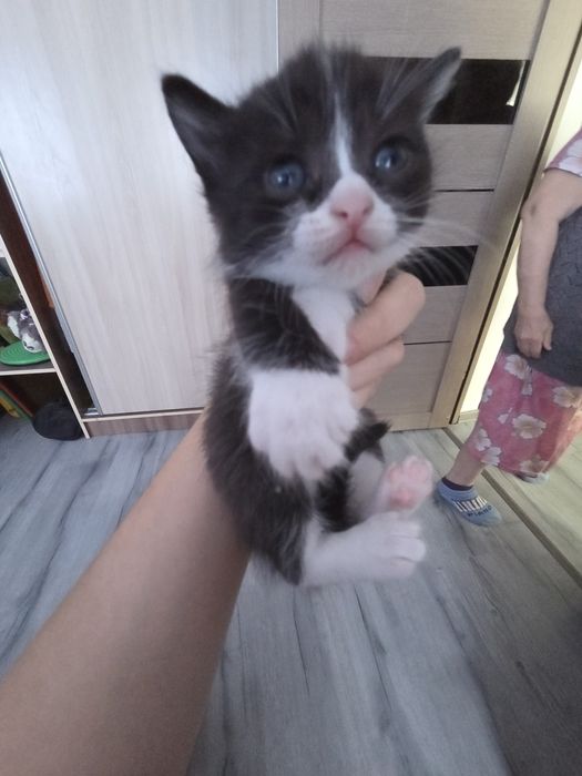 Котята коты кошки