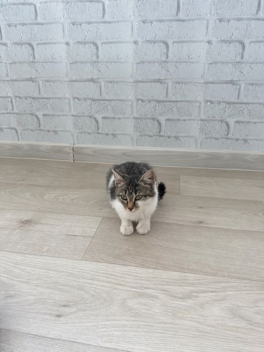 Отдам котенка девочку