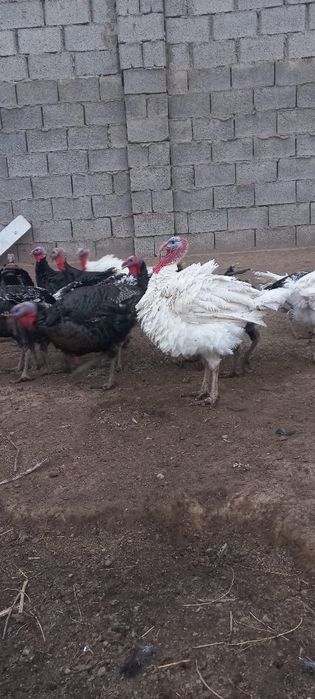 Продам индюки полугодичные