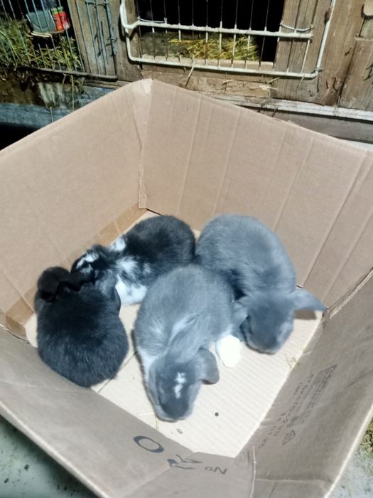 Продаются крольчата