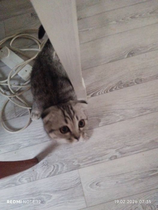 Продам котенка вислоухи