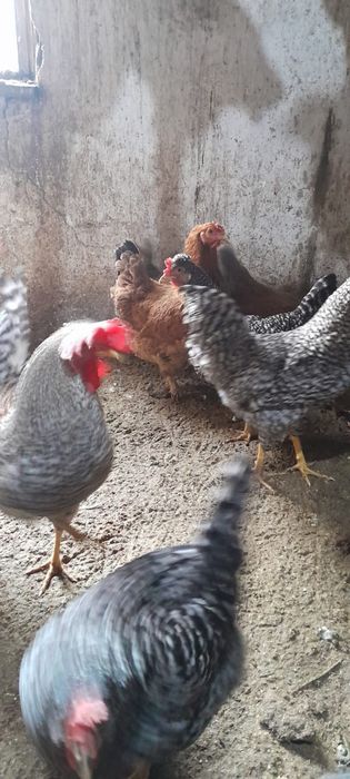 Продам инкубационные яйца