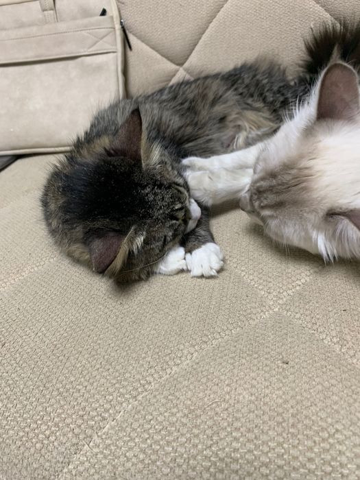 Котята, Мушуклар