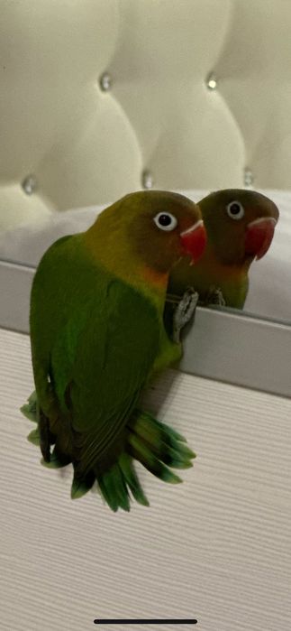 Продам пару попугаев неразлучников