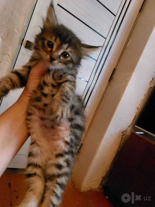КОТЁНОК МАЛЬЧИК ДОМАШНИЙ САМЫЙ КРАСИВЫЙ  в добрые руки ласковый робкий