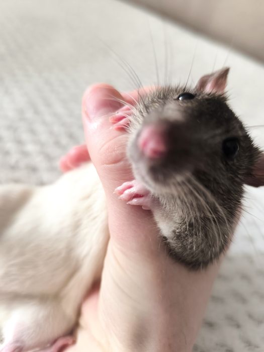 Продам крыс. Чистые ухоженные.