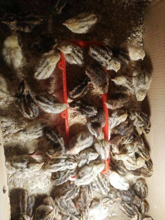 Oua de prepelite pentru consum și incubare.