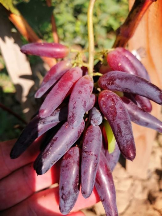 Halloween vita de vie