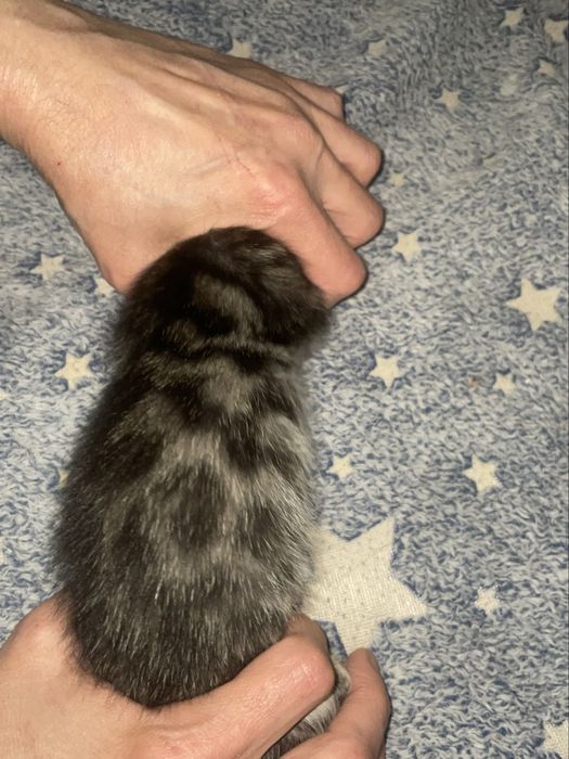 Продам бенгальских котят