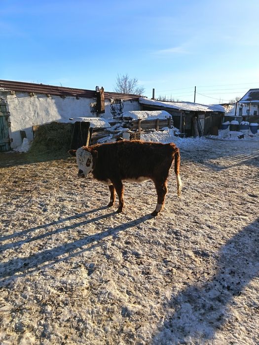 Баспақ қашар сатылады