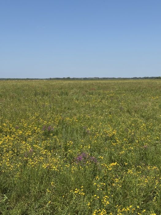 Сено луговое разнотравие.
