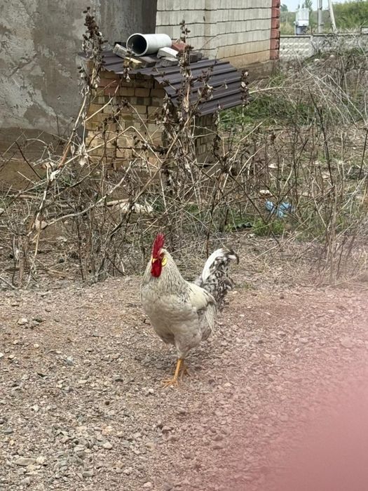 Продам молодых петухов