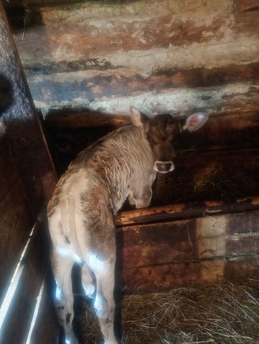 Vând Vițică de 5 saptamani