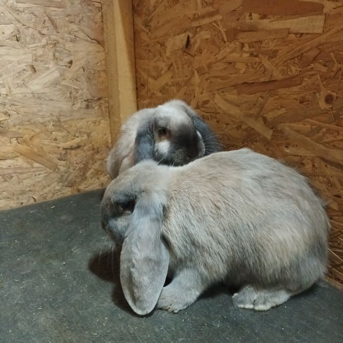 Vand berbec german mascul și femela vârstă 3 luni ,vaccinaț rasa pura.